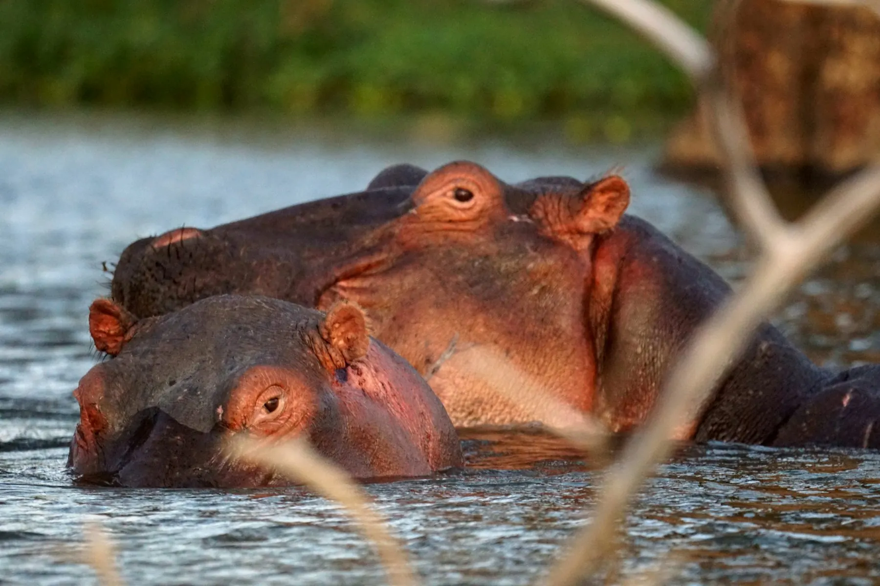 Two hippos surfacing in a lake